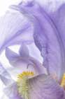 USA, Washington State, Seabeck. Close-up of purple iris flower. Art Print
